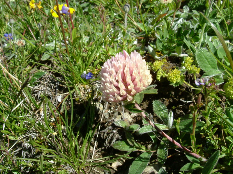 Trifolium pratense subsp. nivale / Trifoglio nivale